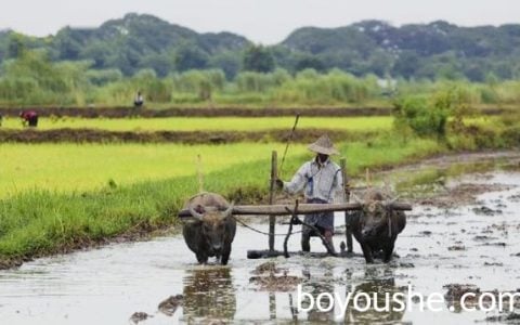 实皆省遵纳县区超额完成雨季作物的种植计划