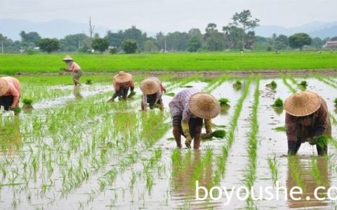 曼德勒省鸡冠山水坝水源充足雨季稻种植面积超越原定计划