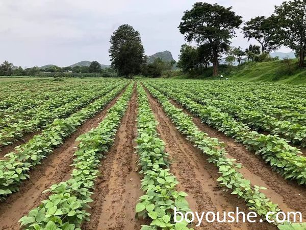 实皆省两地区的冬作物种植情况