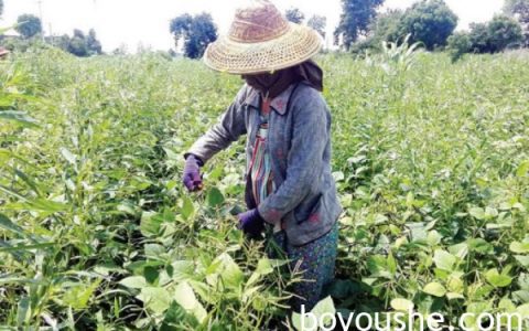 仰光省宋割县区绿豆获得了比初上市时期更好的价钱