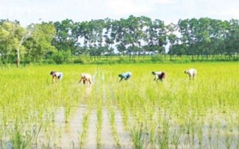 仰光省达拉镇区依靠蓄存的淡水种植400英亩的夏季稻