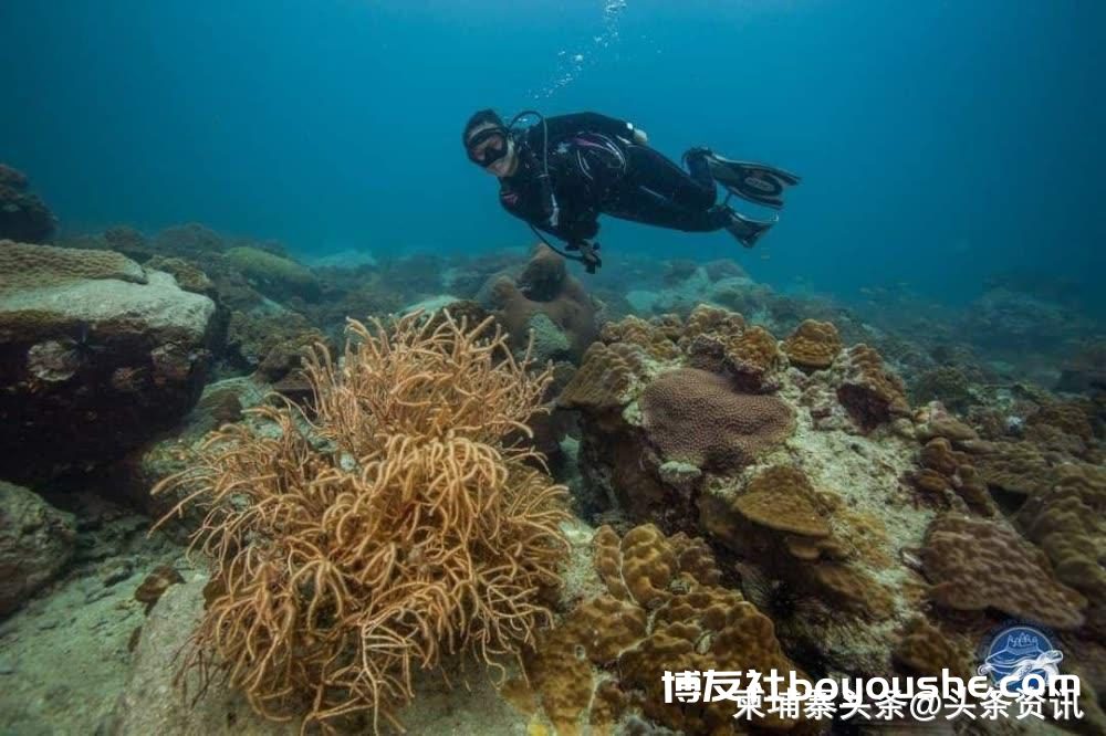 西港有个海底潜水旅游好去处！你去过吗？