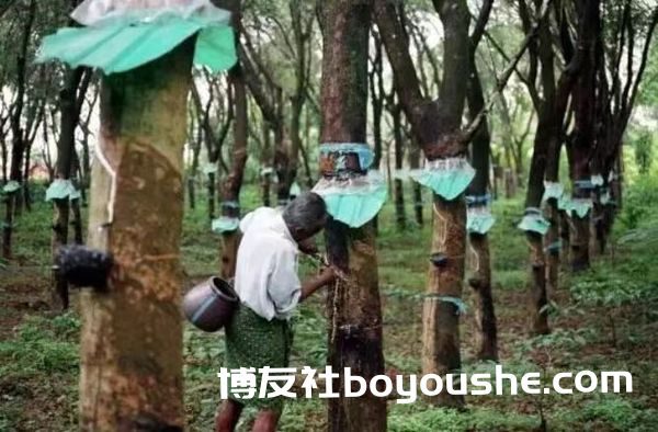 掸邦东部孟优地区橡胶种植已获才成功